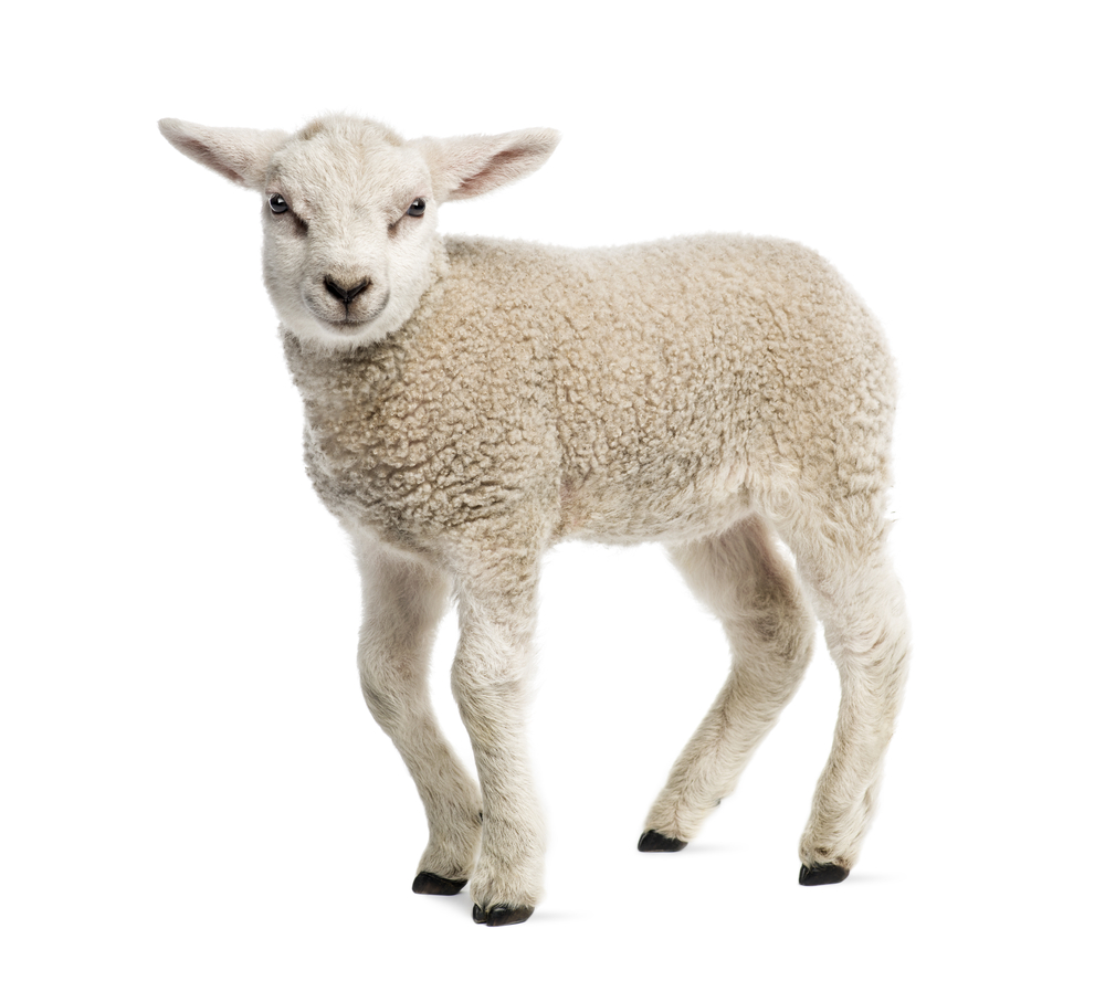 http://atiyas.techluminous.com/public/storage/photos/1/Category/Lamb.jpg