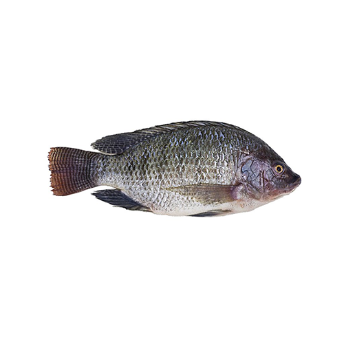 http://atiyas.techluminous.com/storage/photos/1/Fish.png